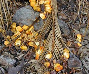 Ancient cycads found to be pre-adapted to grow in groves