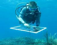 S.Africa divers risk all to poach marine delicacies for China diners