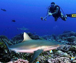 Sharks worth more in the ocean than on the menu