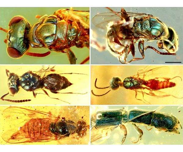 Amber fossil proves Cretaceous beetle ate pollen of flowering plants