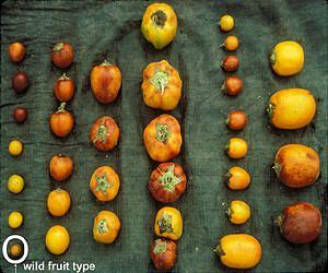Indigenous Peoples Offer Lessons On Conserving And Managing Plant Biodiversity