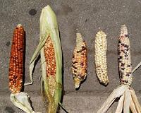 Breeding highly productive corn has reduced its ability to adapt