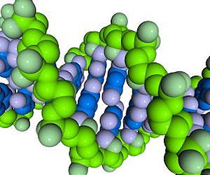DNA clamp to grab cancer before it develops