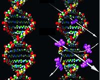 Repair Shops For Broken DNA