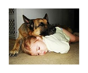 Dogs may understand human point of view