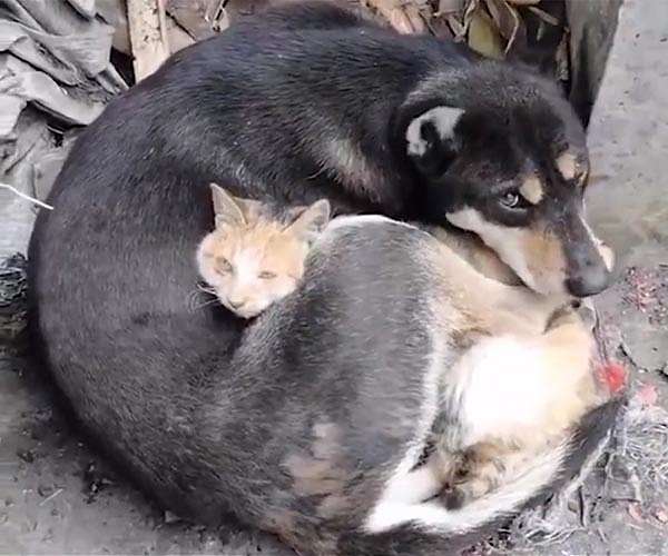 Turkish rescuers save trapped dog three weeks after quake