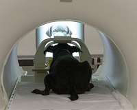 Dogs process faces in specialized brain area, study reveals