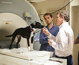 What is your dog thinking? Brain scans unleash canine secrets