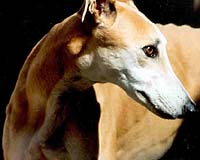 Dogs Are As Smart As 2-Year-Old Human
