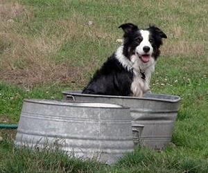 SecuraPets Introduces Better Way To Find Lost Pets