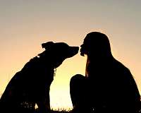 Man's best friend aids Australian military vets with PTSD