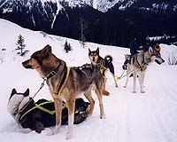 Iron Dog Racers Safer With Iridium-Enabled Tracking Technology