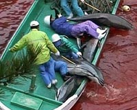 Season's first dolphins killed in annual Japan hunt