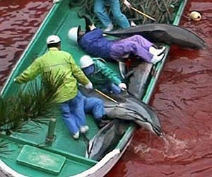 Japan court clears anti-dolphin-hunt activist