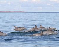 21 dolphins die after washing up on Mexico beach