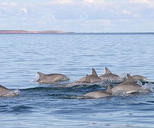 Dolphins cultivate loose alliances
