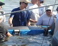 Dolphins in 'bad shape' after BP oil spill: study