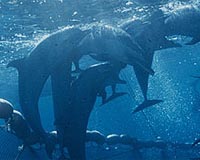 Dolphin Population Stunted By Fishing Activities