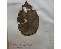 South American origins and spread of the Irish potato famine pathogen