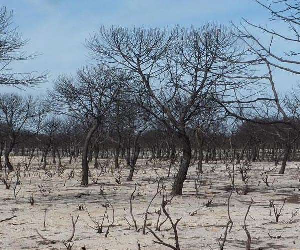 Spain battles wildfires as heatwave persists