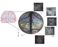 Researchers Identify Conductor of Brain's Neural Orchestra and Begin to Decode the Score