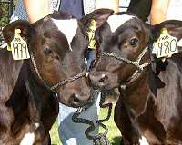 Cow gene study shows why most clones fail