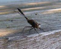 Small predator diversity key to a healthy ecosystem