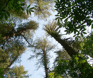 Forest Epidemic Is Unprecedented Phenomenon