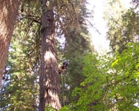 Old Growth Giants Limited By Water-Pulling Ability