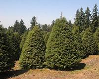 Scientists try turning Christmas trees into plastic