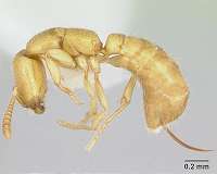 Dracula ant's snap-jaw is the fastest known animal appendage