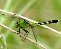 Quarter of species on Earth may face extinction: expert