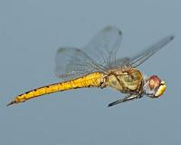 World's oldest insect inspires a new generation of aerogels