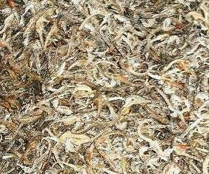 Peru seizes 16,000 dried seahorses headed to Asia