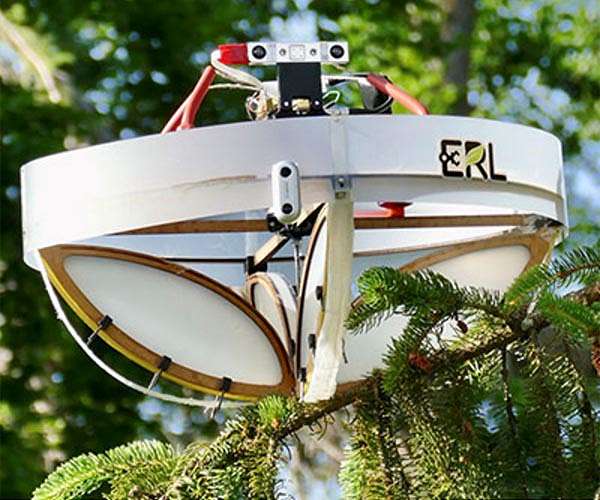 Drones help solve forest carbon capture riddle
