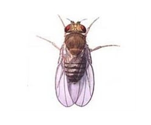 First Brain Recordings From Behaving Fruit Flies