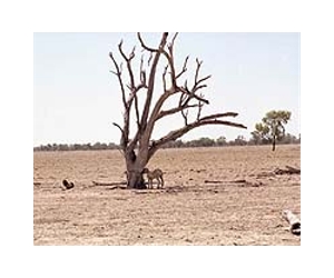 January hottest month on record in Australia