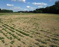 Predicting plant responses to drought