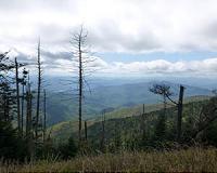 Drought implicated in slow death of trees in southeast's forests