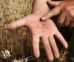 Russian grain export ban comes into force