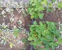 Perfect growing conditions for charcoal rot in soybeans