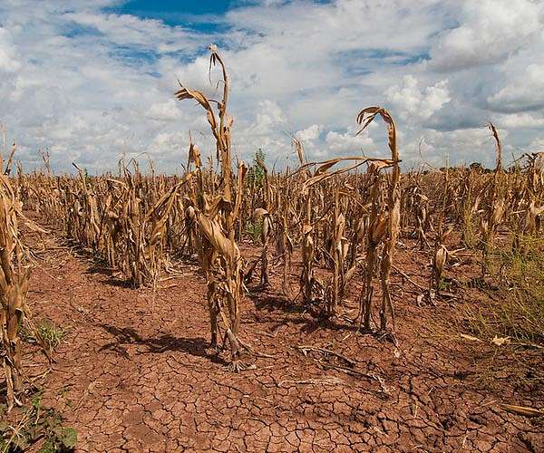 Water scarcity predicted to worsen in more than 80% of croplands globally this century