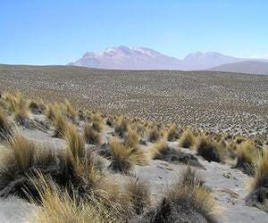Diverse ecosystems are crucial climate change buffer