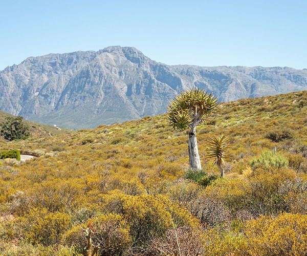 Scientists Predict 10 pct Dryland Expansion Globally by 2100