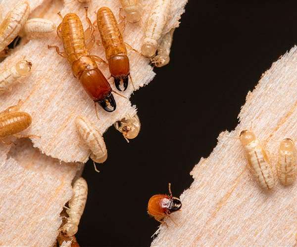 Two billion termites in two weeks: How Amur falcons cross the Arabian Sea