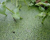 Pond-dwelling powerhouse's genome points to its biofuel potential
