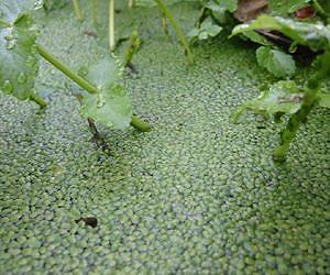 Duckweed as a cost-competitive raw material for biofuel