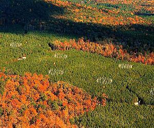 Rising CO2 in atmosphere also speeds carbon loss from forest soils