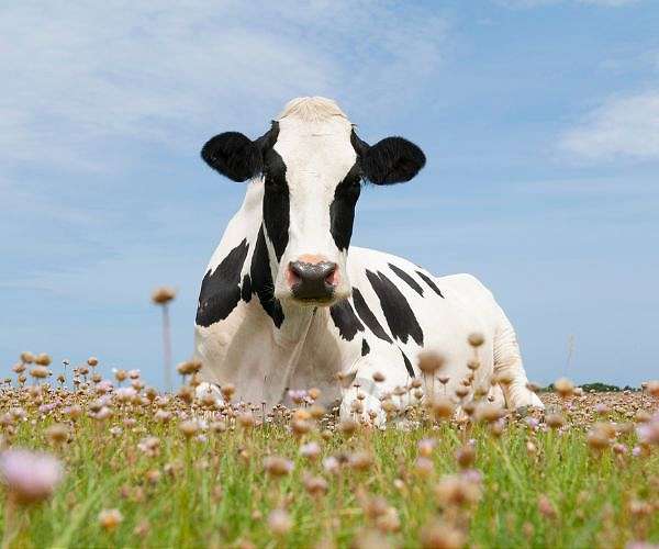 China to reduce levies on EU dairy products from Friday