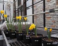 Three popular daffodil varieties determined to be highly salt tolerant